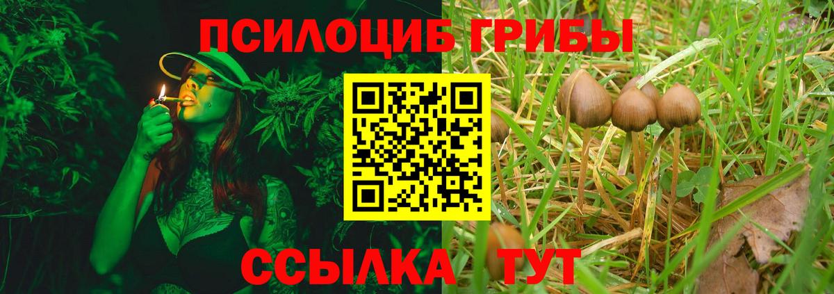 Галлюциногенные грибы Psilocybine cubensis Россия